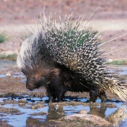 African Porcupine Wallpapers HD Photos