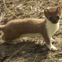 Free picture: weasel, short tailed, mammal, mustela, erminea