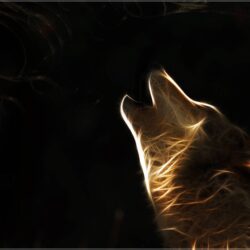Wolf HD Wallpapers