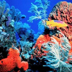 Coral Reef Florida Keys Ocean Life Deluxe Wallpapers
