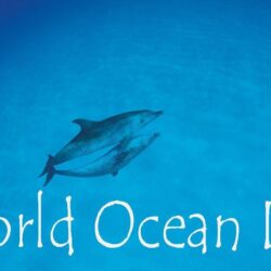 World Ocean Day Dolphins Love Ocean Wallpapers