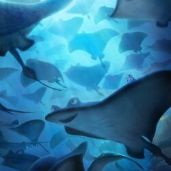 Finding Dory wallpapers HD 2016 in Cartoons