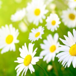Wallpapers For > Daisy Flower Wallpapers