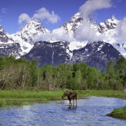 Nature: Moose Wading In A River, Grand Teton National Park
