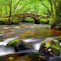 Forests: Nature Beautiful Nice Green Greenery River Riverbank Creek