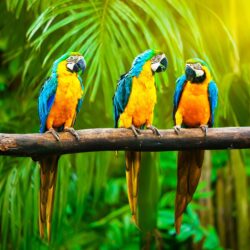 Macaw Parrot Wallpapers