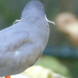 Inca tern