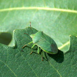 Green shield bug on a leaf