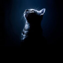Cats: Silhouettes Cats Black Animals Bengal Cat Photo Gallery for