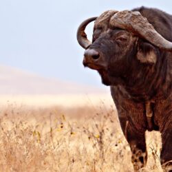 African Buffalo Wallpapers 4