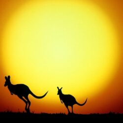 Kangaroo silhouettes Wallpapers #