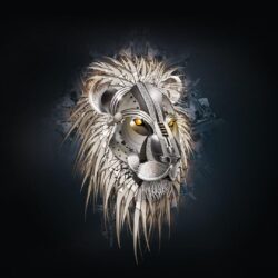Black Lion Pictures Wallpapers