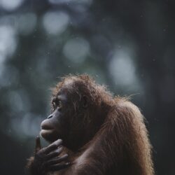 5k Wallpapers Orangutan Borneo Malaysia Wildlife National Geographic