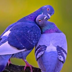Image For > Love Birds Image Wallpapers