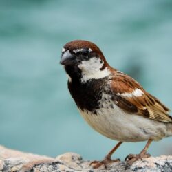 Sparrow