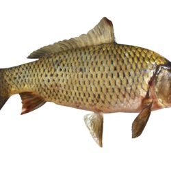 Carp Wallpapers High Quality