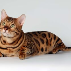 Exotic Spotted and Marbles Bengal Cats HD Photos