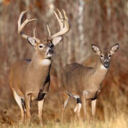 Wallpapers For > Whitetail Buck Deer Wallpapers