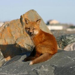 Download wallpapers young fox, rocks, danger, cub