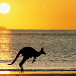 joey the kangaroo wallpapers