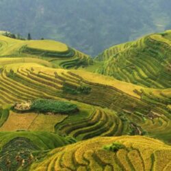 Rice Terrace Wallpapers and Backgrounds Image