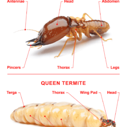 13 Different Types of Termites Eating Houses All Over the World