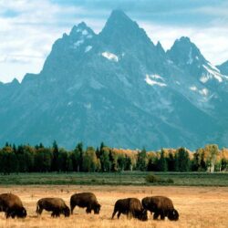 american bison wallpapers