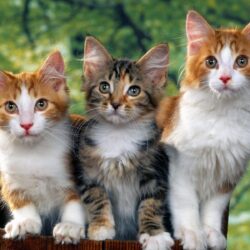 Cats Wallpapers and Pictures Collection
