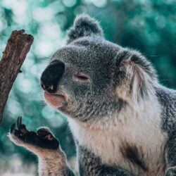 100+ Koala Pictures
