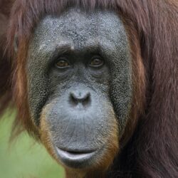Orangutan HD wallpapers