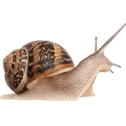 Most viewed Snail wallpapers