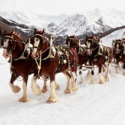 World renowned Budweiser Clydesdales to appear at museum > National