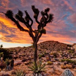 Joshua Tree National Park HD Wallpapers