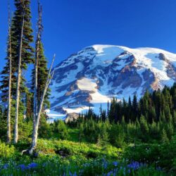 Rainier Tag wallpapers: State Mountains Landscapes Mount Forests