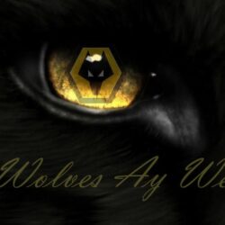 wolves ay we wolf fc wanderers soccer wwfc