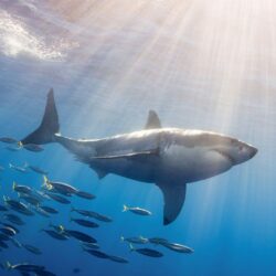 Image For > White Shark Wallpapers