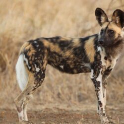 Download African Wild Dog Wallpaper, HD Backgrounds Download