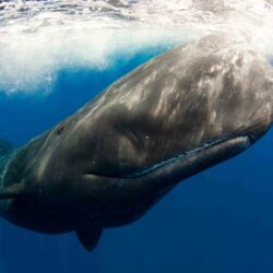 Bowhead Whale Best Wallpapers 18689
