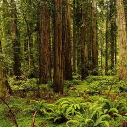 Image California USA Redwood National And State Parks Nature