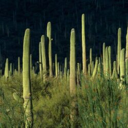 Saguaro Tag wallpapers: Prickly Saguaro Green Cactus Desert Storm