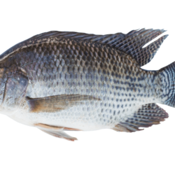 Tilapia & Free Tilapia Transparent Image