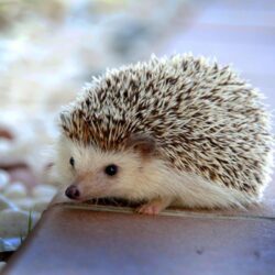 Hedgehogs live wallpapers