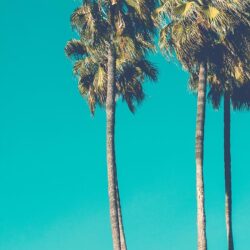 Let’s go Coconuts! Enjoy 10 Tropical iPhone Wallpapers!