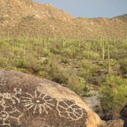 What Happens When the Saguaros Disappear? · National Parks
