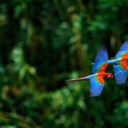 Macaw Parrot Wallpapers