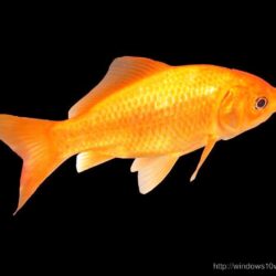 Beautiful Golden Goldfish Hd Wallpapers