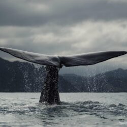 Humpback Whales Free Wallpapers Desktop