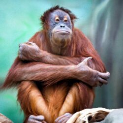 Download Orangutan, Sitting, Monkey Wallpapers