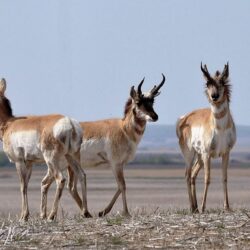 Free stock photo of antelope, grazing, pronghorn