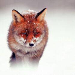 Cute Red Fox Face